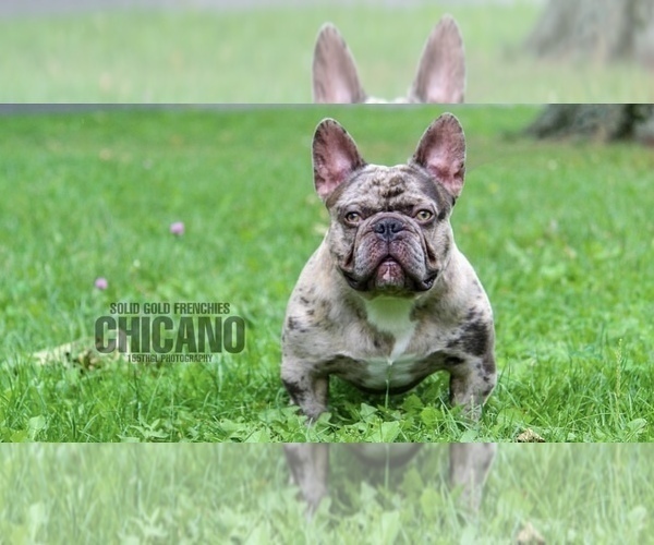 Medium Photo #6 French Bulldog Puppy For Sale in KEARNY, NJ, USA