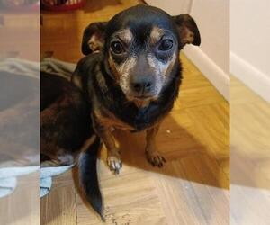 Chihuahua Dogs for adoption in San Antonio, TX, USA