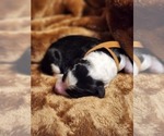 Small #3 Sheepadoodle