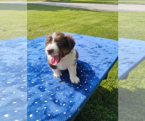Medium Photo #3 Miniature American Shepherd Puppy For Sale in MONTGOMERY CITY, MO, USA