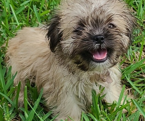 Medium Photo #1 Mal-Shi Puppy For Sale in HUMBLE, TX, USA