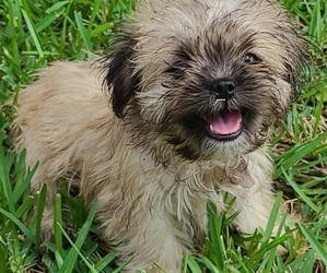 Mal-Shi Puppy for sale in HUMBLE, TX, USA