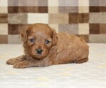Small #6 Cavapoo (Miniature)