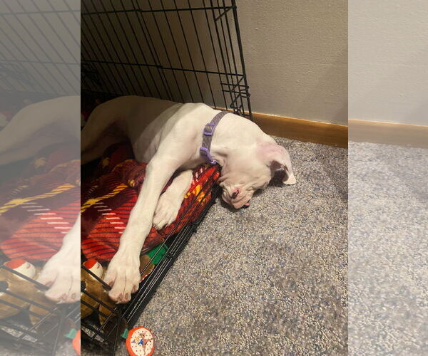 Medium Photo #3 Boxer Puppy For Sale in Woodbury, MN, USA