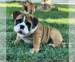Small Photo #3 Bulldog Puppy For Sale in NORCO, CA, USA