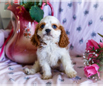 Puppy Fluffy Cavapoo