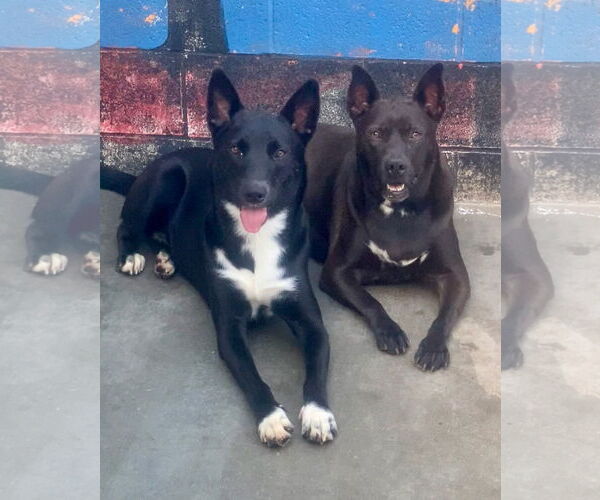 Medium Photo #11 Labrador Retriever-Staffordshire Bull Terrier Mix Puppy For Sale in Newport Beach, CA, USA