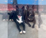 Small #10 Labrador Retriever-Staffordshire Bull Terrier Mix