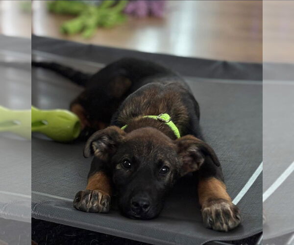 Medium Photo #7 Mutt Puppy For Sale in Alexander, AR, USA