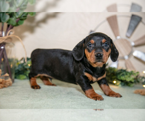 Medium Dachshund