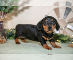 Puppy Skylar Dachshund