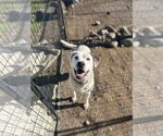 Small American Pit Bull Terrier Mix