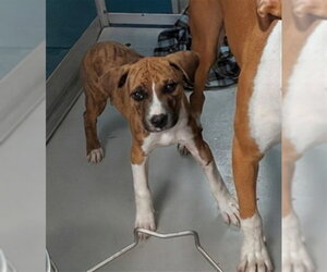 American Staffordshire Terrier-Unknown Mix Dogs for adoption in Oklahoma City, OK, USA