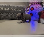 Puppy 1 French Bulldog