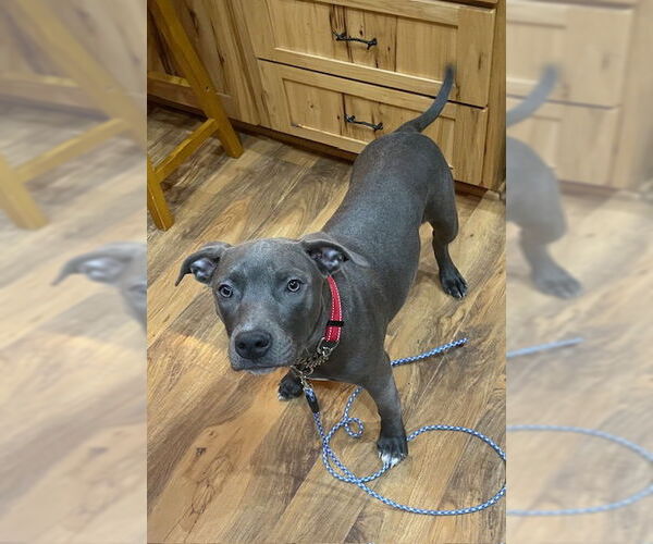 Medium Photo #2 American Pit Bull Terrier Puppy For Sale in Duluth, MN, USA
