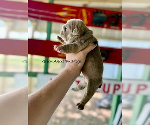 English Bulldog Puppy for sale in OOLOGAH, OK, USA