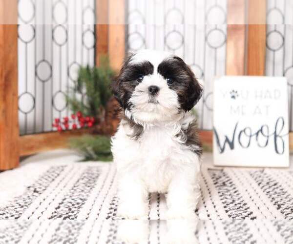 Medium Photo #1 Shih Tzu Puppy For Sale in NAPLES, FL, USA