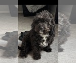 Small Photo #1 Pyredoodle (Toy) Puppy For Sale in TOLLESON, AZ, USA