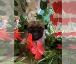 Small Photo #3 Pekingese Puppy For Sale in MERIDEN, MN, USA