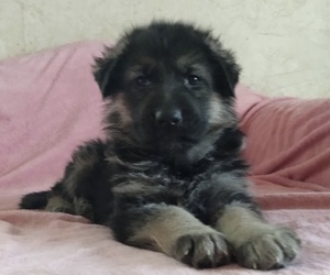 King Shepherd Puppy for sale in YUCCA VALLEY, CA, USA