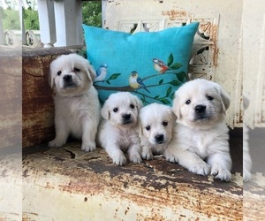 English Cream Golden Retriever Puppy for Sale in KOPPERL, Texas USA