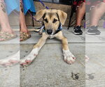 Small #11 German Shepherd Dog Mix
