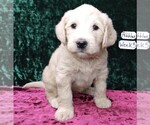 Puppy 1 Labradoodle