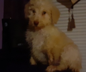 Poodle (Standard) Puppy for sale in ELWOOD, IN, USA