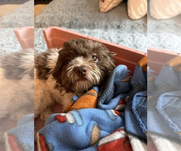 Medium Photo #6 Havanese Puppy For Sale in Rockaway, NJ, USA