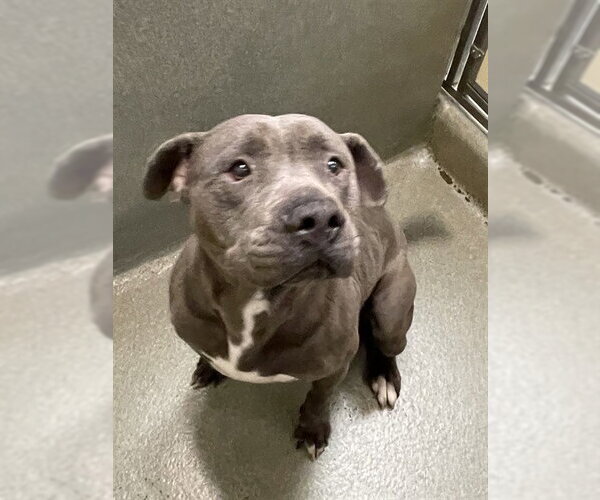 Medium Photo #1 Staffordshire Bull Terrier Puppy For Sale in Lee's Summit, MO, USA