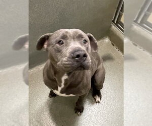 Staffordshire Bull Terrier Dogs for adoption in Lee's Summit, MO, USA