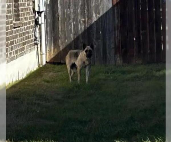 Medium Photo #1 German Shepherd Dog-Unknown Mix Puppy For Sale in San Antonio, TX, USA