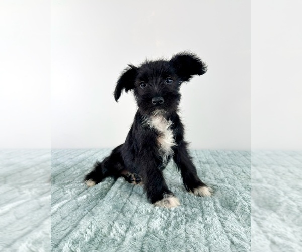Medium Photo #1 Schnauzer (Miniature) Puppy For Sale in GREENFIELD, IN, USA