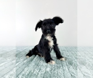 Schnauzer (Miniature) Puppy for sale in GREENFIELD, IN, USA