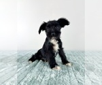 Small Schnauzer (Miniature)