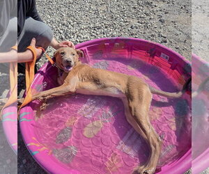 London - Female Labmaraner Dog for Adoption - Photo #8