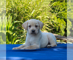 Small Photo #6 Labrador Retriever Puppy For Sale in GORDONVILLE, PA, USA