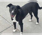 Small #2 Labrador Retriever Mix