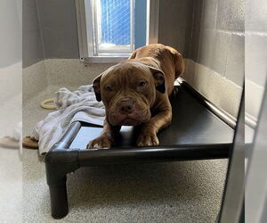 Dogue de Bordeaux-Unknown Mix Dogs for adoption in Alameda, CA, USA