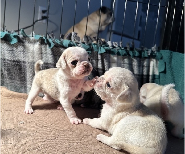 View Ad Pug Litter of Puppies for Sale near Michigan, SHERIDAN, USA