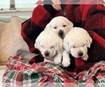 Small Photo #34 Labrador Retriever Puppy For Sale in GLENDALE, CA, USA