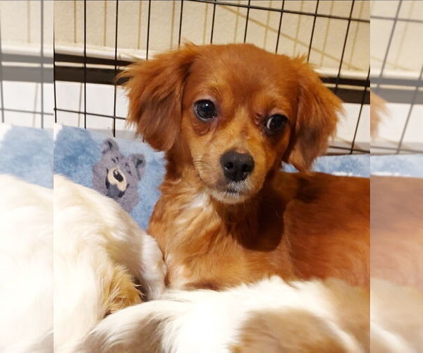 Medium Photo #1 Chilier Puppy For Sale in Sequim, WA, USA