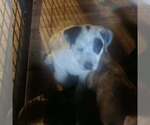 Small #2 Australian Shepherd Mix