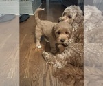 Puppy Puppy 5 Goldendoodle (Miniature)