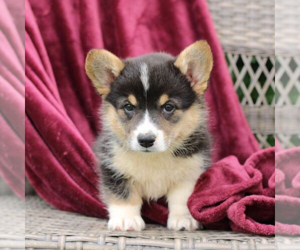 Medium Photo #5 Pembroke Welsh Corgi Puppy For Sale in LANDISBURG, PA, USA