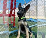 Small #1 German Shepherd Dog Mix