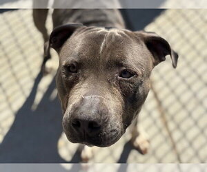 Mutt Dogs for adoption in Tulsa, OK, USA