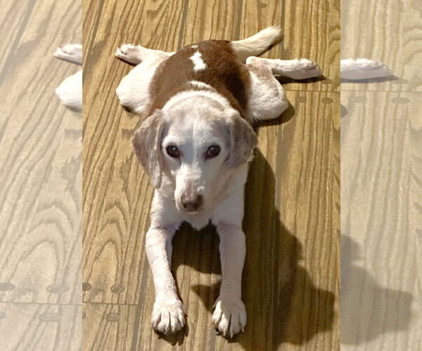 Medium Photo #2 Beagle Puppy For Sale in Dunnellon, FL, USA