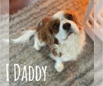 Small Photo #1 Cavalier King Charles Spaniel Puppy For Sale in RIVERSIDE, CA, USA