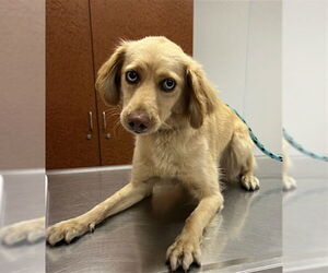 Cocker Spaniel-Unknown Mix Dogs for adoption in Rancho Cucamonga, CA, USA